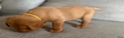 Labrador Retriever dogs for sale: Beautiful litter of puppies  - Advert 2