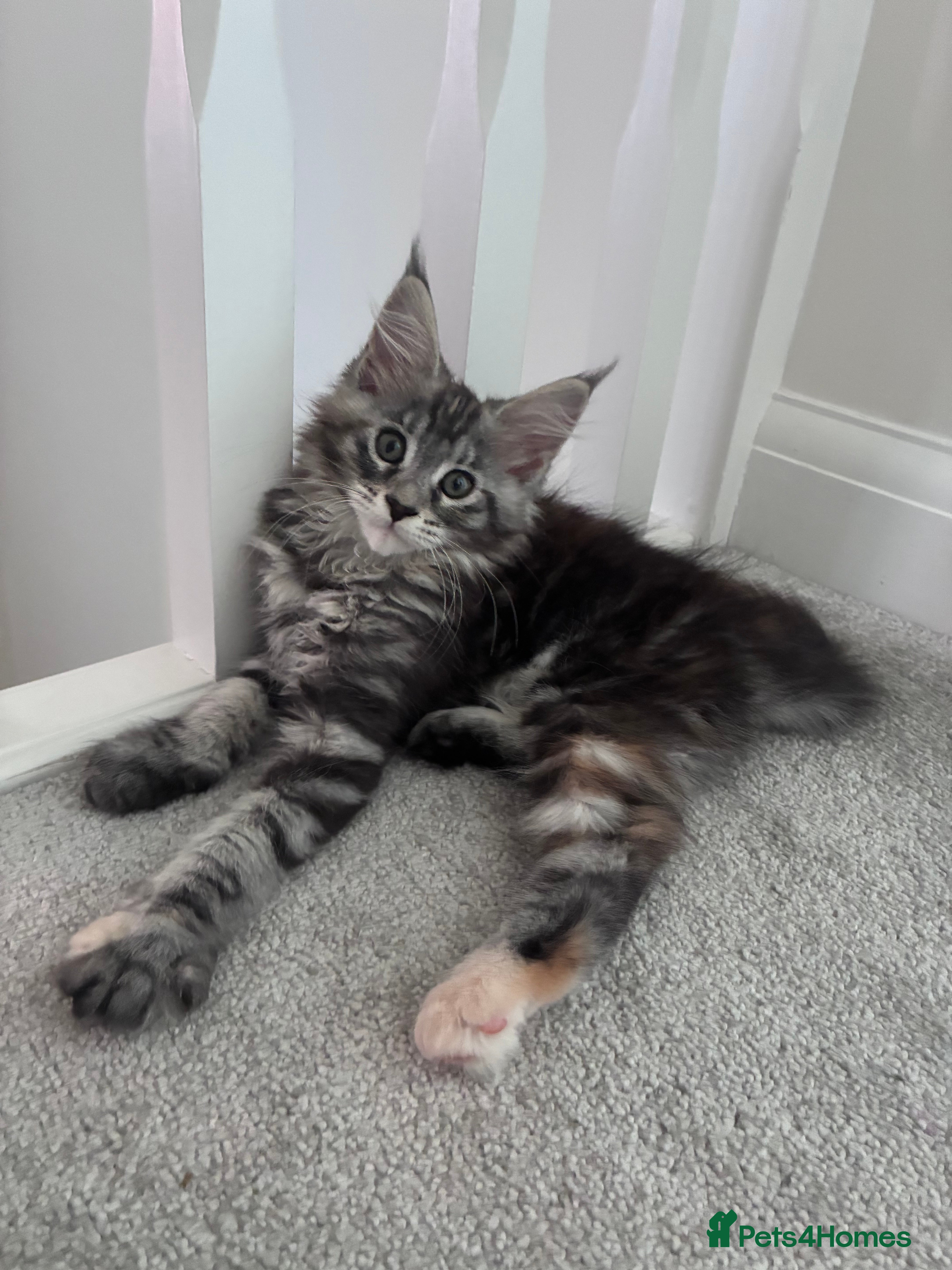 Maine Coon cats Maine Coons - Advert 2