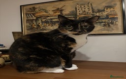 Mixed Breed cats for sale: Gorgeous Nutella is looking for loving home - Image 1