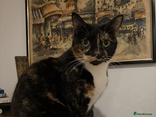 Mixed Breed cats - Advert 2