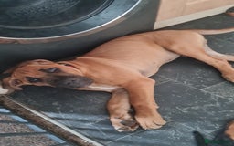Cane Corso dogs for sale: Cane corso 4 month old male - Image 2
