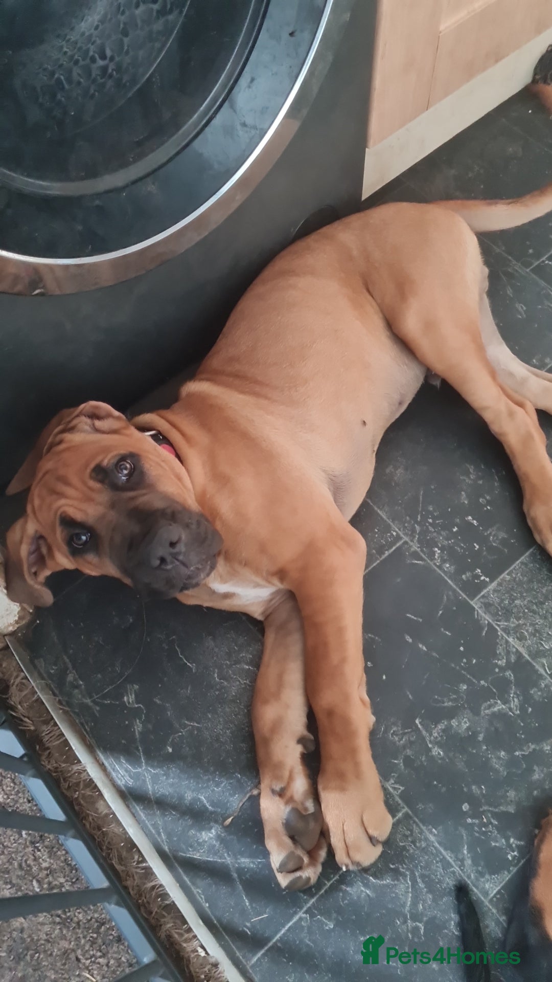 Cane Corso dogs for sale: Cane corso 4 month old male - Image 2