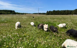 German Shepherd dogs for sale: German shepherd pups KC registered  - Image 9