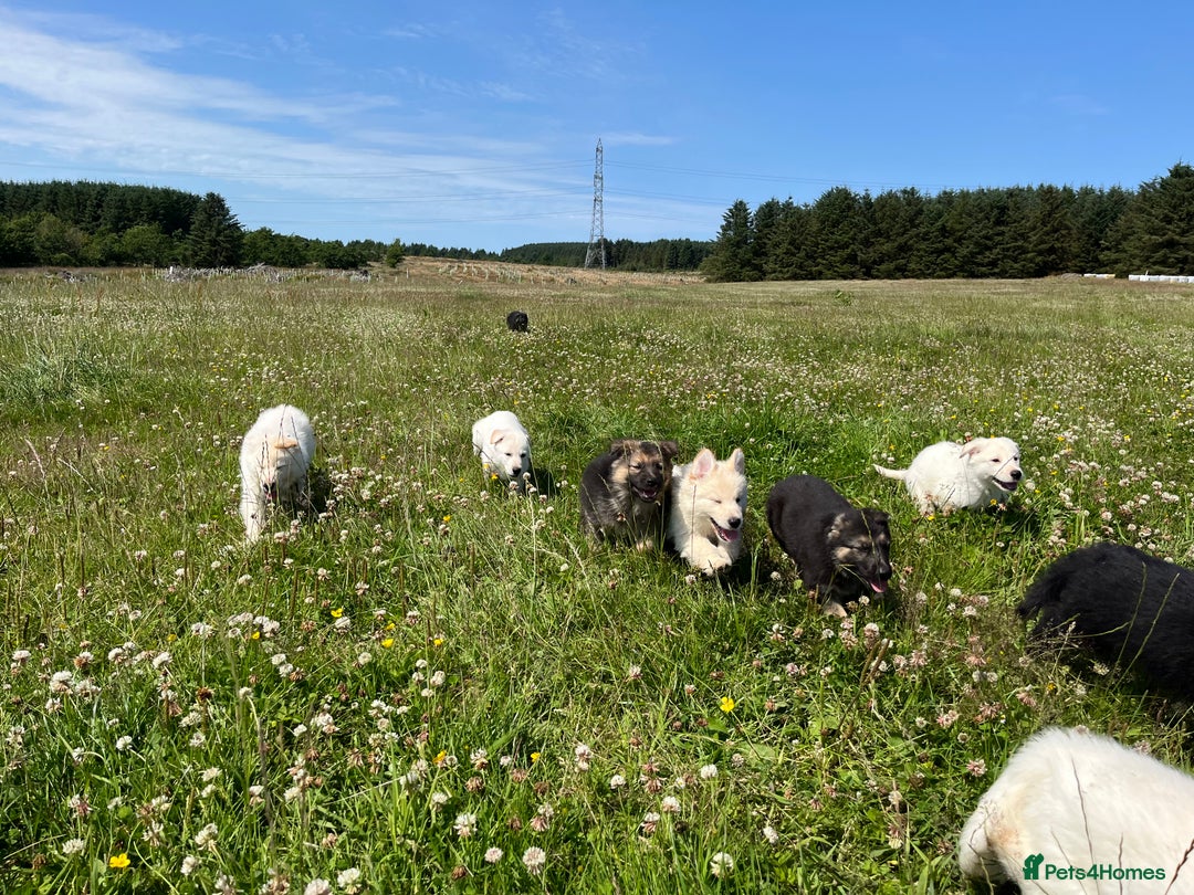 German Shepherd dogs for sale: German shepherd pups KC registered  - Image 9