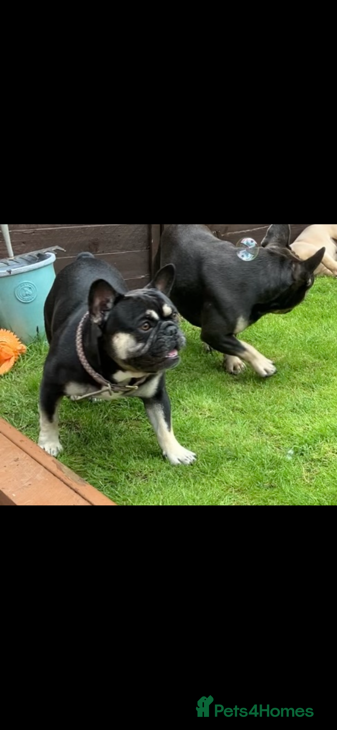 French Bulldog dogs for sale: Bertie is looking for a new home  - Advert 1