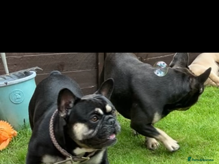 French Bulldog dogs Bertie is looking for a new home - Advert 12