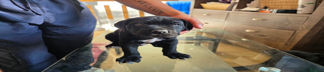 Cane Corso Puppy 3