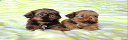 Shih Tzu dogs for sale: KC Registered Chocolate Imperial Shih Tzu Puppies - Advert 8