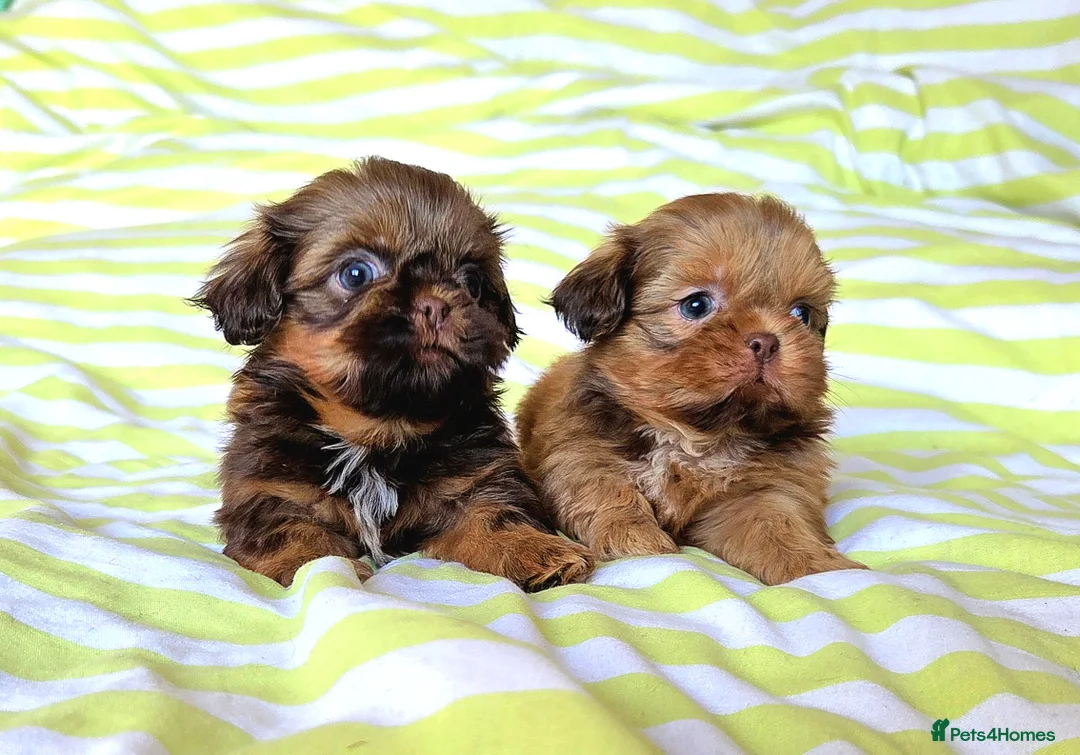 Shih Tzu dogs for sale: KC Registered Chocolate Imperial Shih Tzu Puppies - Advert 8