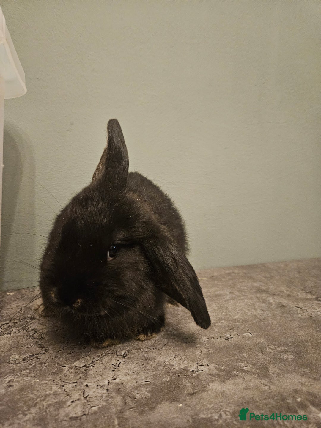 French Lop rabbits for sale: French lop ** last one left** - Advert 4