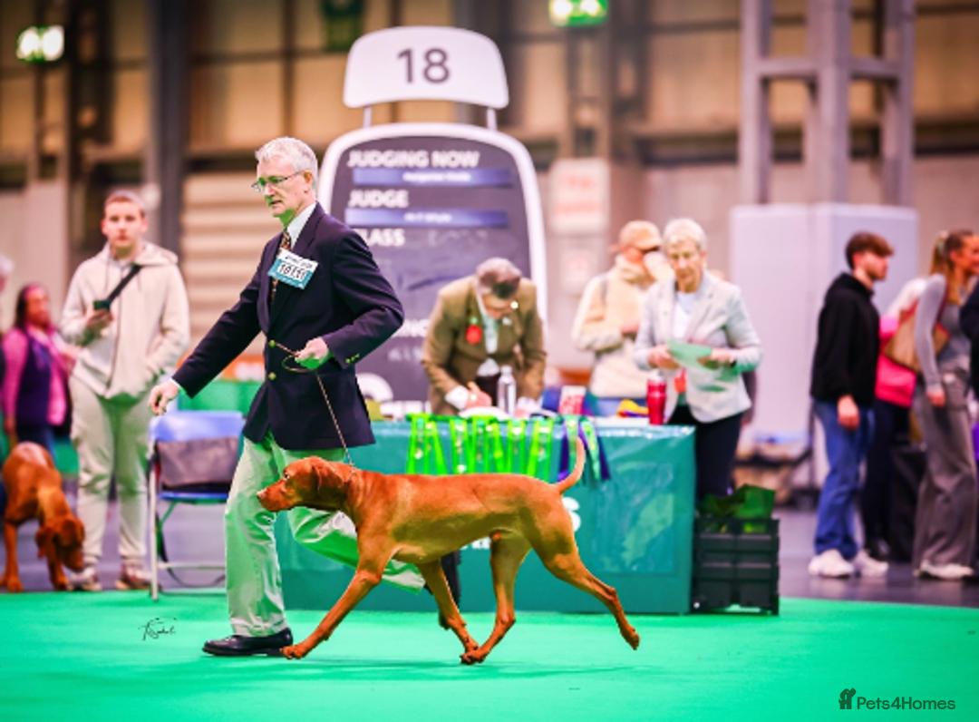 Mixed Breed dogs for sale: Alaunt type puppies - Advert 10