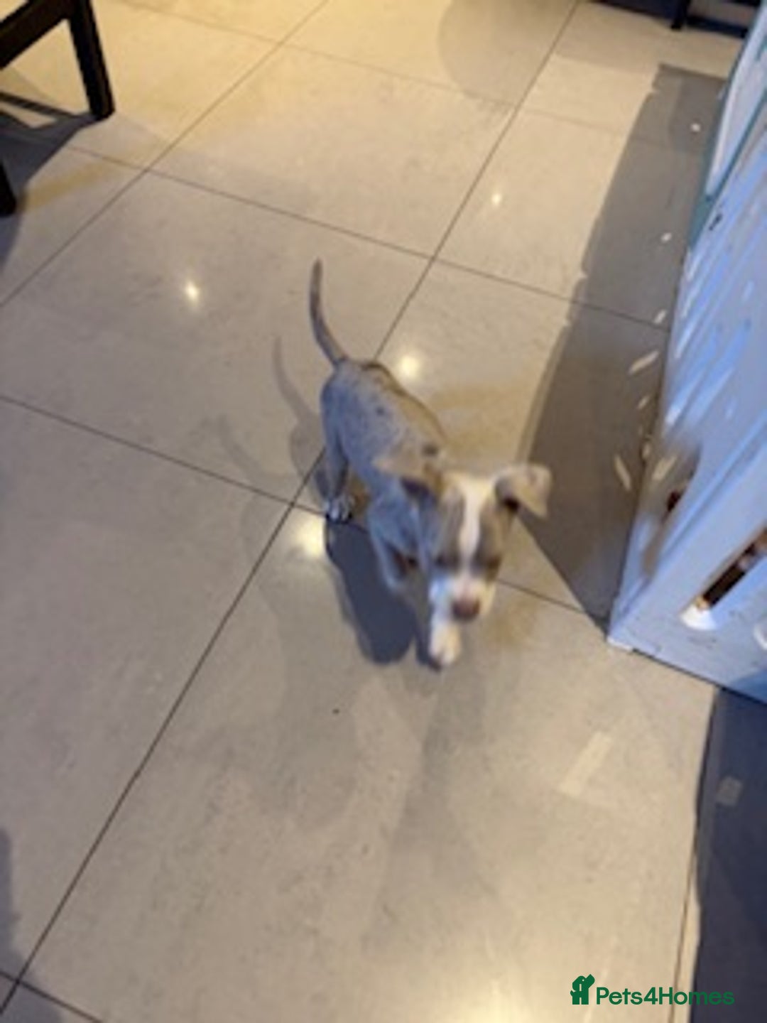 Old Tyme Bulldog dogs for sale: Olde English Fluffy bulldog puppies - Advert 12