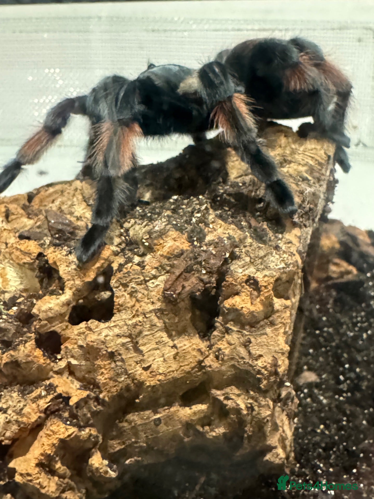 Tarantulas invertebrates 8 year old Female Mexican Red Knee Tarantula - Advert 1