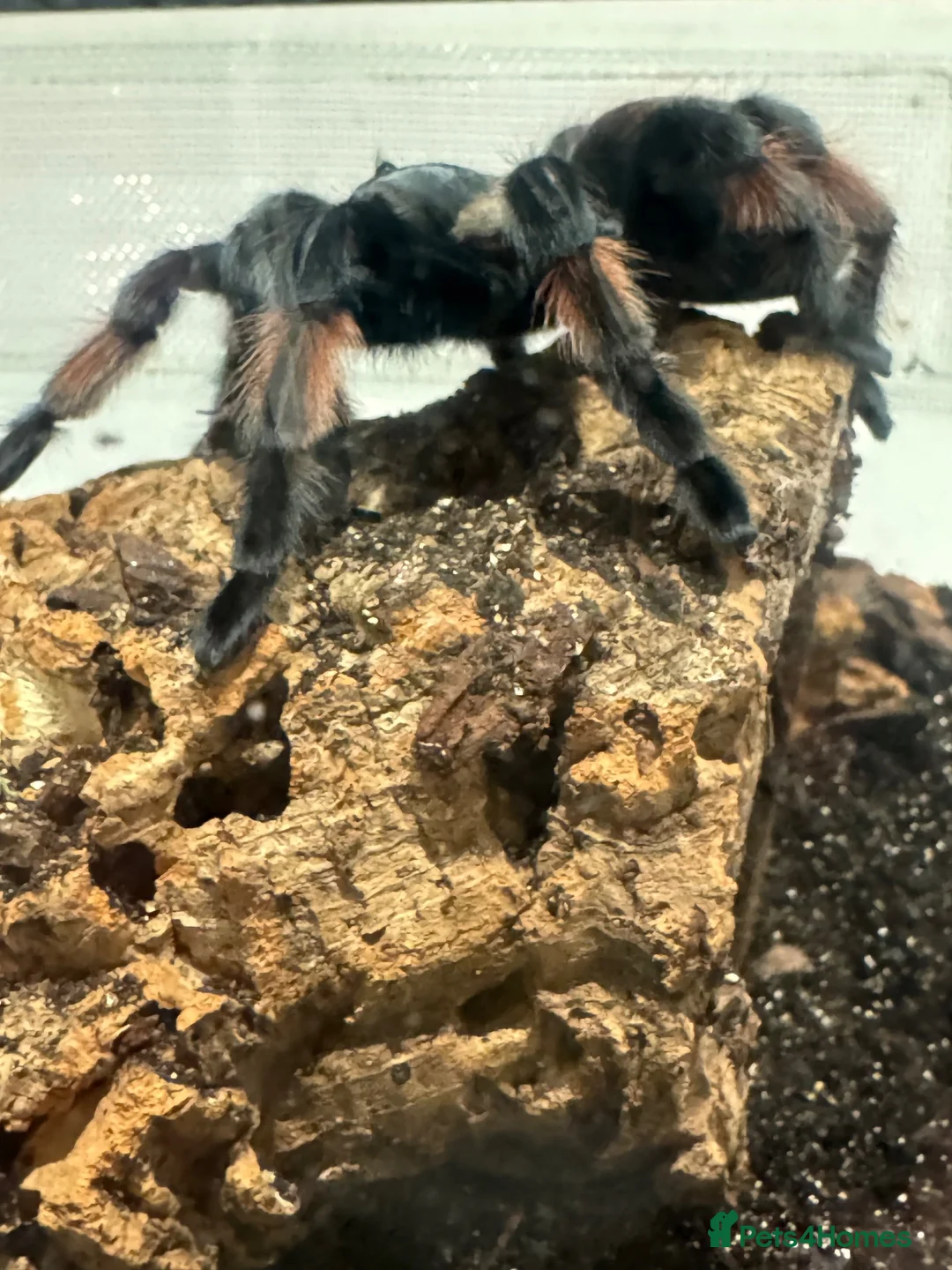 Tarantulas invertebrates for sale: 8 year old Female Mexican Red Knee Tarantula in Chesham - Advert 1