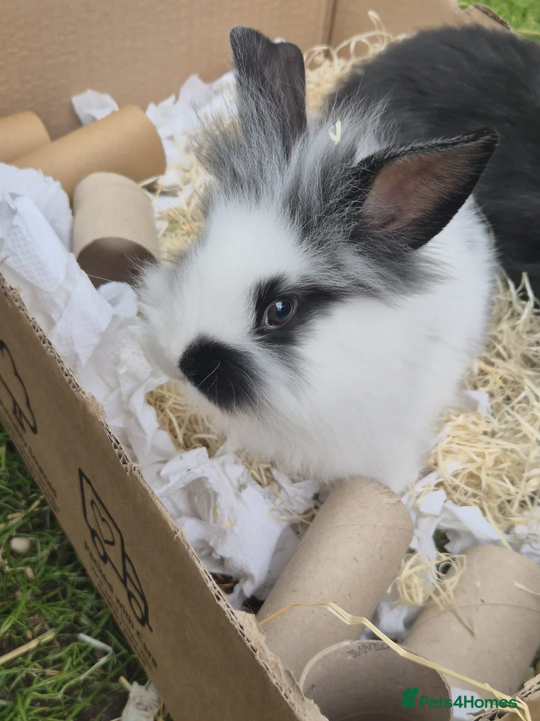 Mixed Breed rabbits for sale: Babies for sale - Advert 1