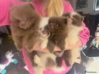 Pomeranian dogs Kc Lilac parti pom poms - Advert 5