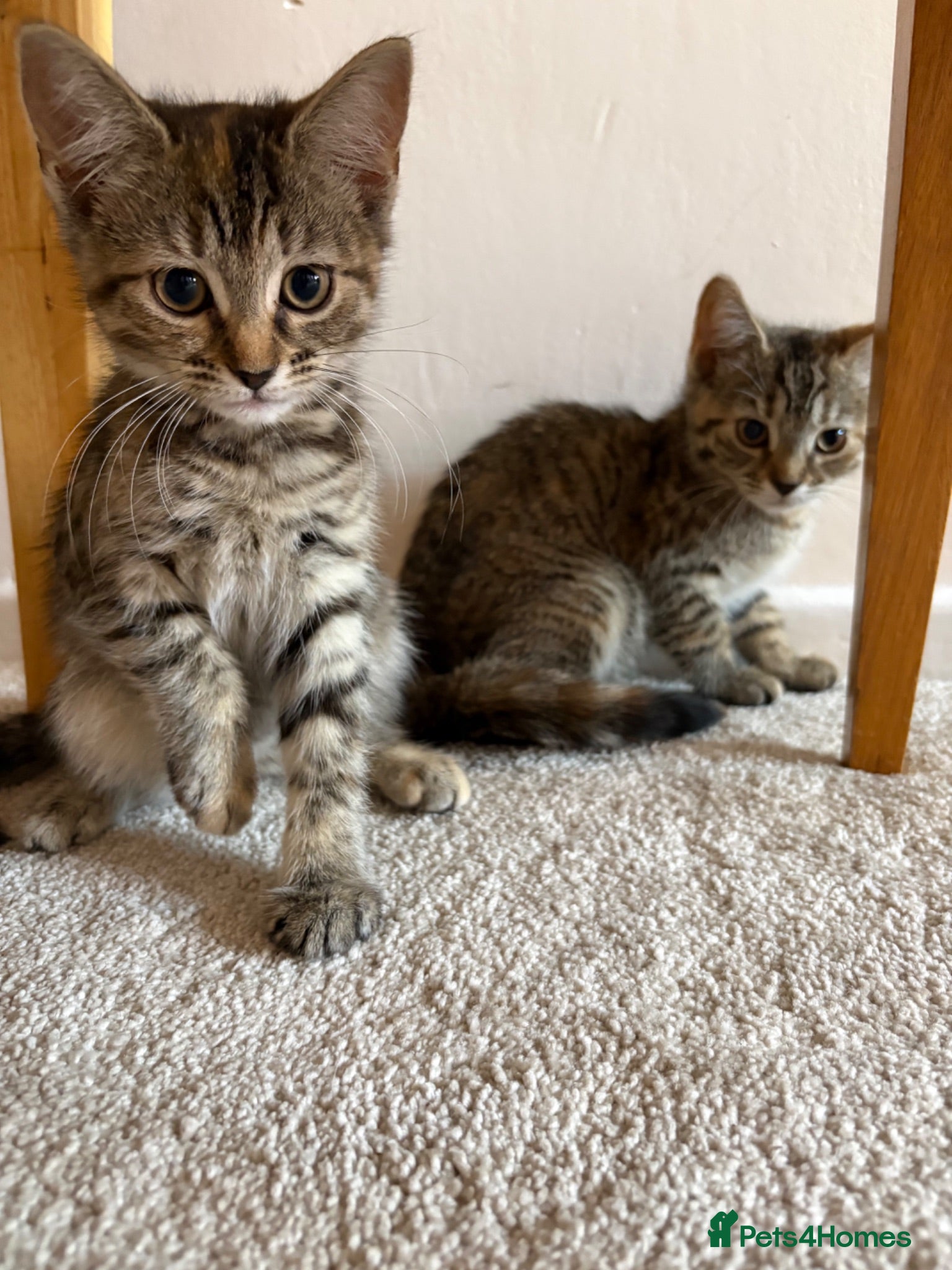 Mixed Breed cats Girl kittens  - Advert 2