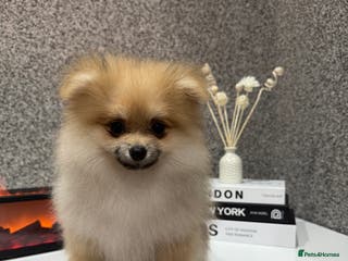 Pomeranian dogs KC registered boy! - Advert 4