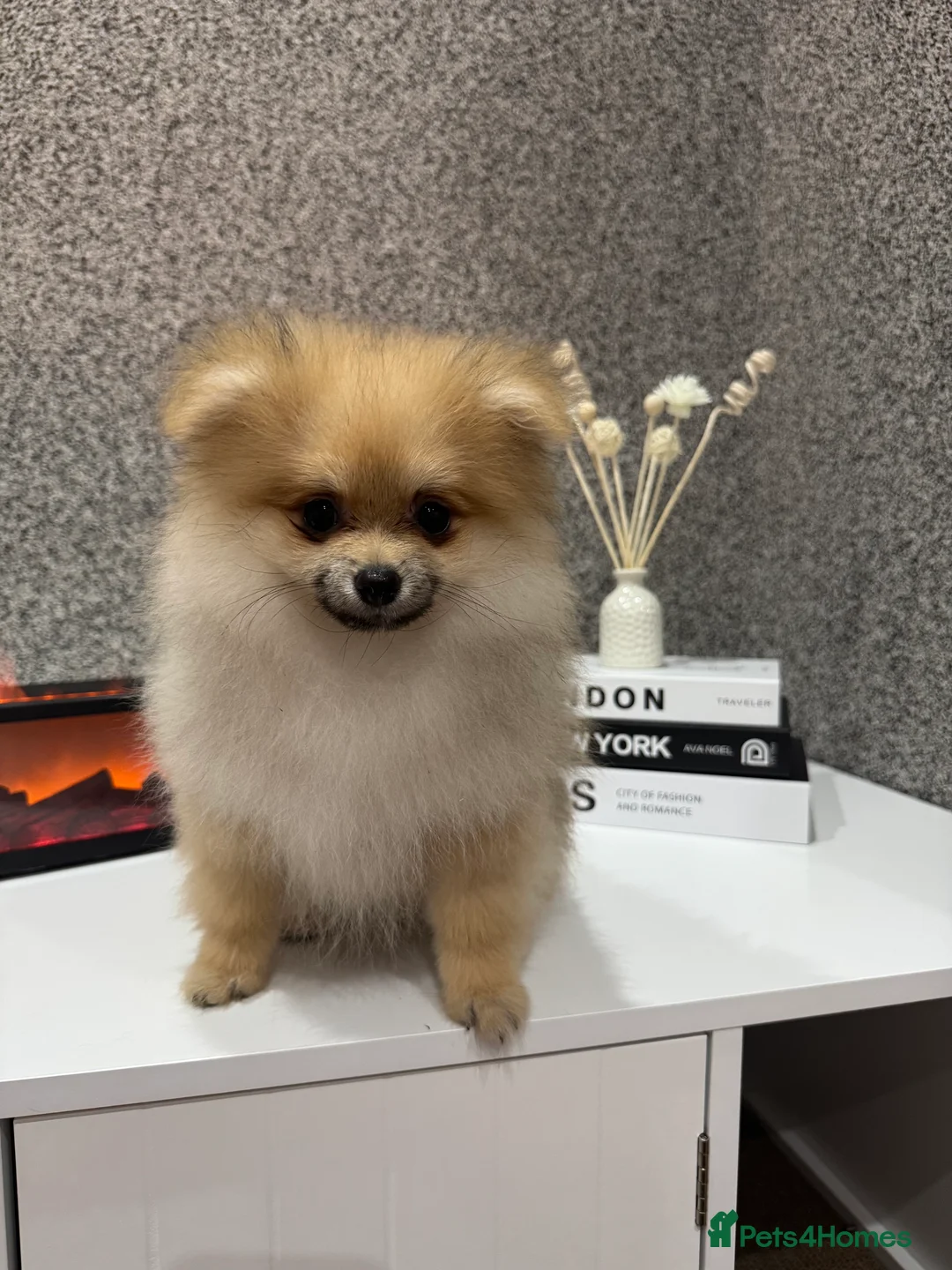 Pomeranian dogs for sale: KC registered boy! - Advert 1