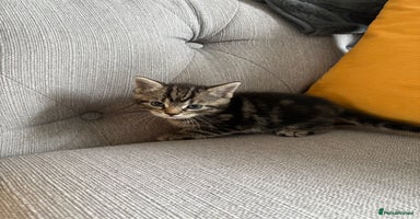 Mixed Breed cats - Advert 6