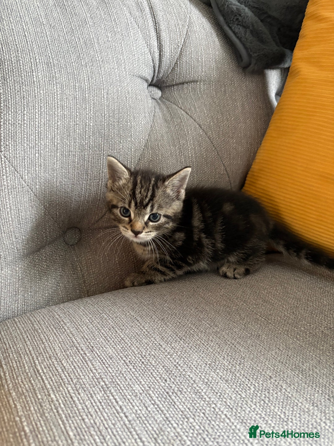 Mixed Breed cats for sale: 4 beautiful kittens for sale - Image 3