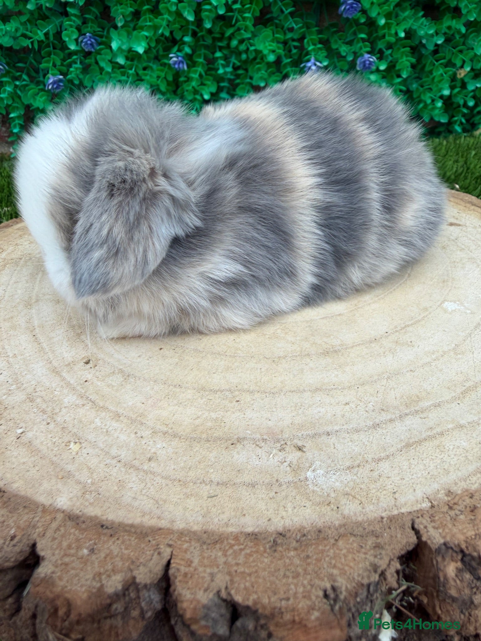 Mini Lop rabbits Beautiful mini lop ready to reserve 💙🩷🥰 - Advert 5