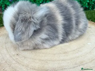 Mini Lop rabbits Beautiful mini lop ready to reserve 💙🩷🥰 - Advert 5