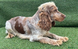 Cockapoo dogs for sale: ⭐️ Stunning Rare Coloured F1 Miniature Cockpoos ⭐️ - Image 37