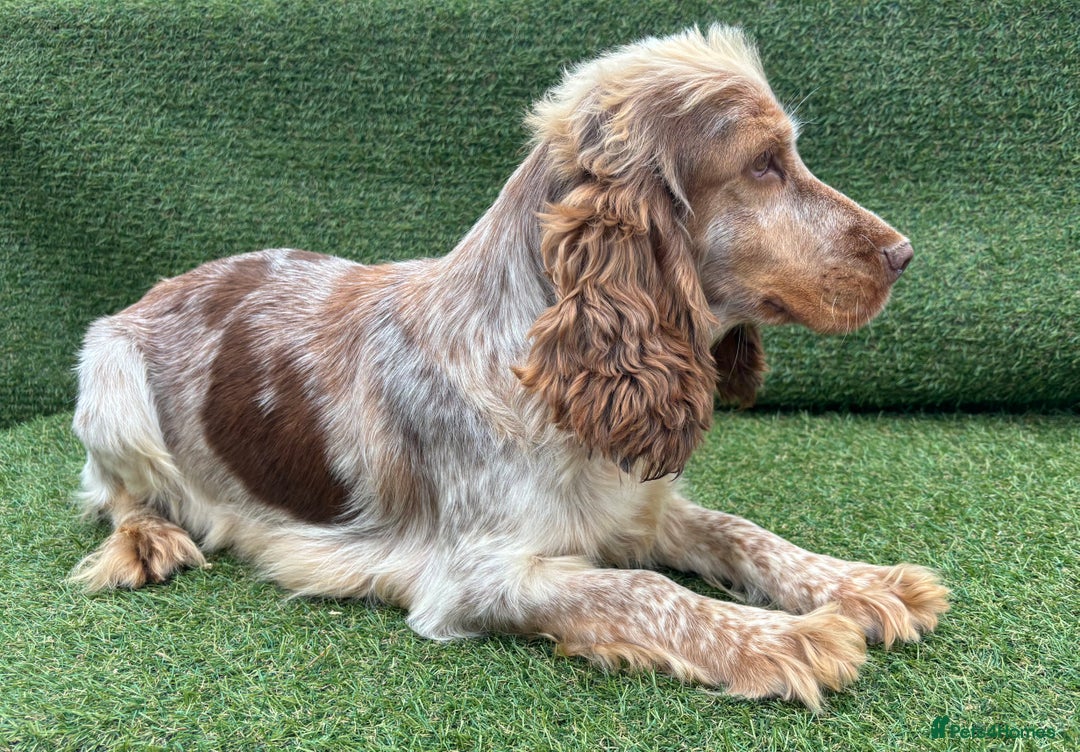Cockapoo dogs for sale: ⭐️ Stunning Rare Coloured F1 Miniature Cockpoos ⭐️ - Image 37