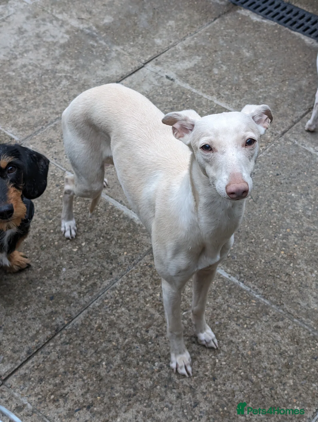 Whippet dogs for stud: Full cream kc and blue white parti kc for stud in Crook - Advert 6