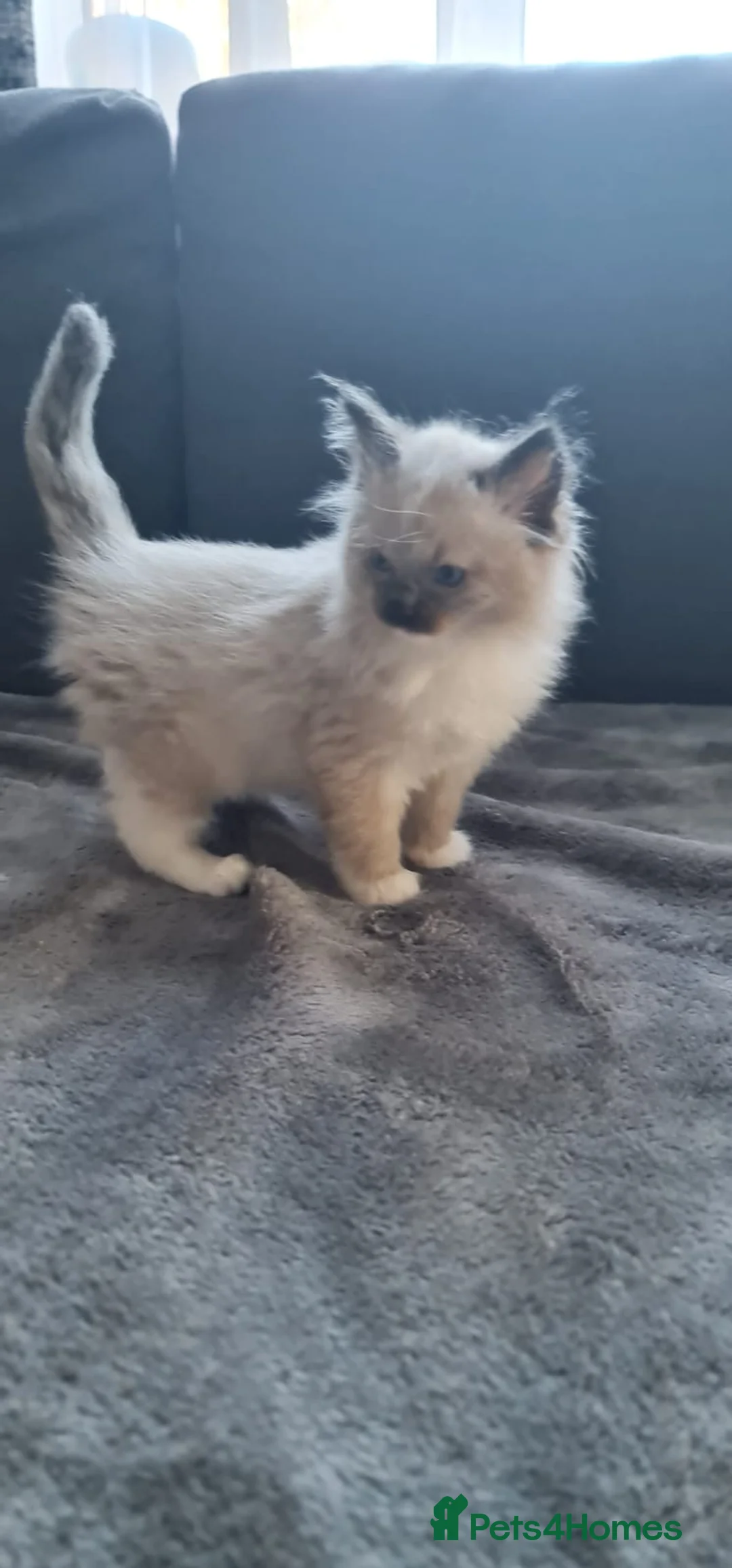 Ragdoll cats for sale: 1 Girl 💜 1 Boy 💙 - Advert 5