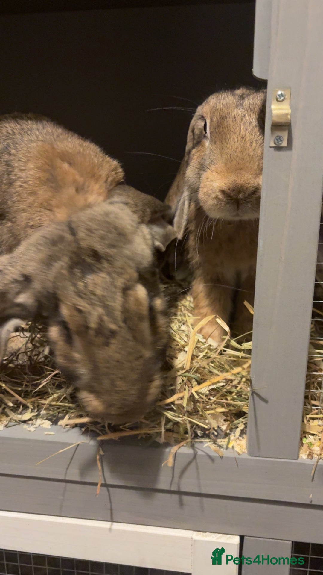 English Lop rabbits for sale: english giant lops  - Advert 3