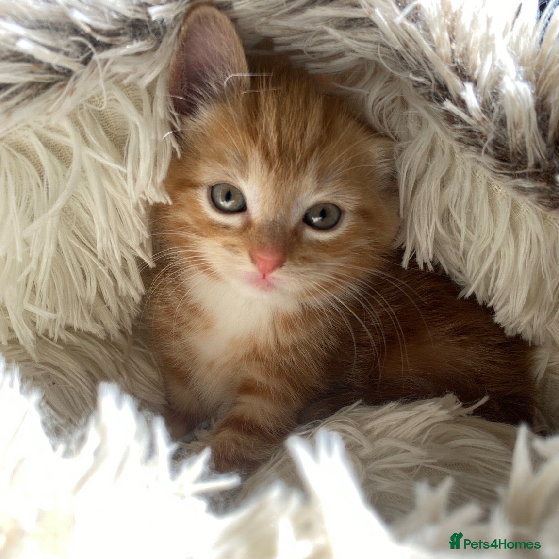 Mixed Breed cats Adorable Ginger Kitten Ready For A New Home🏡 - Advert 5