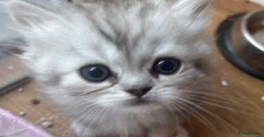 Persian cats - Advert 2