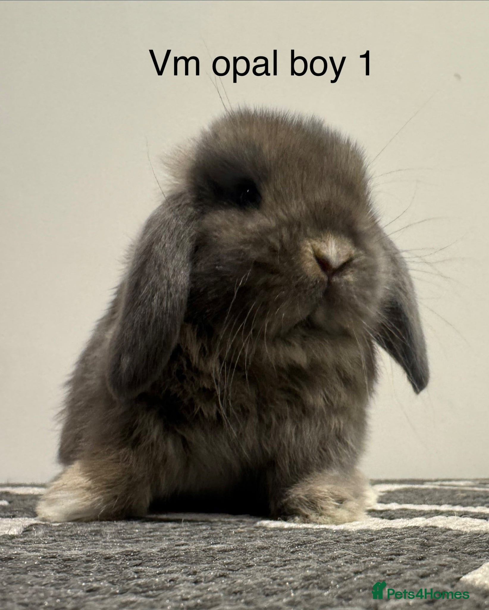 Mini Lop rabbits ⭐️mini lops ready to reserve⭐️ - Advert 2