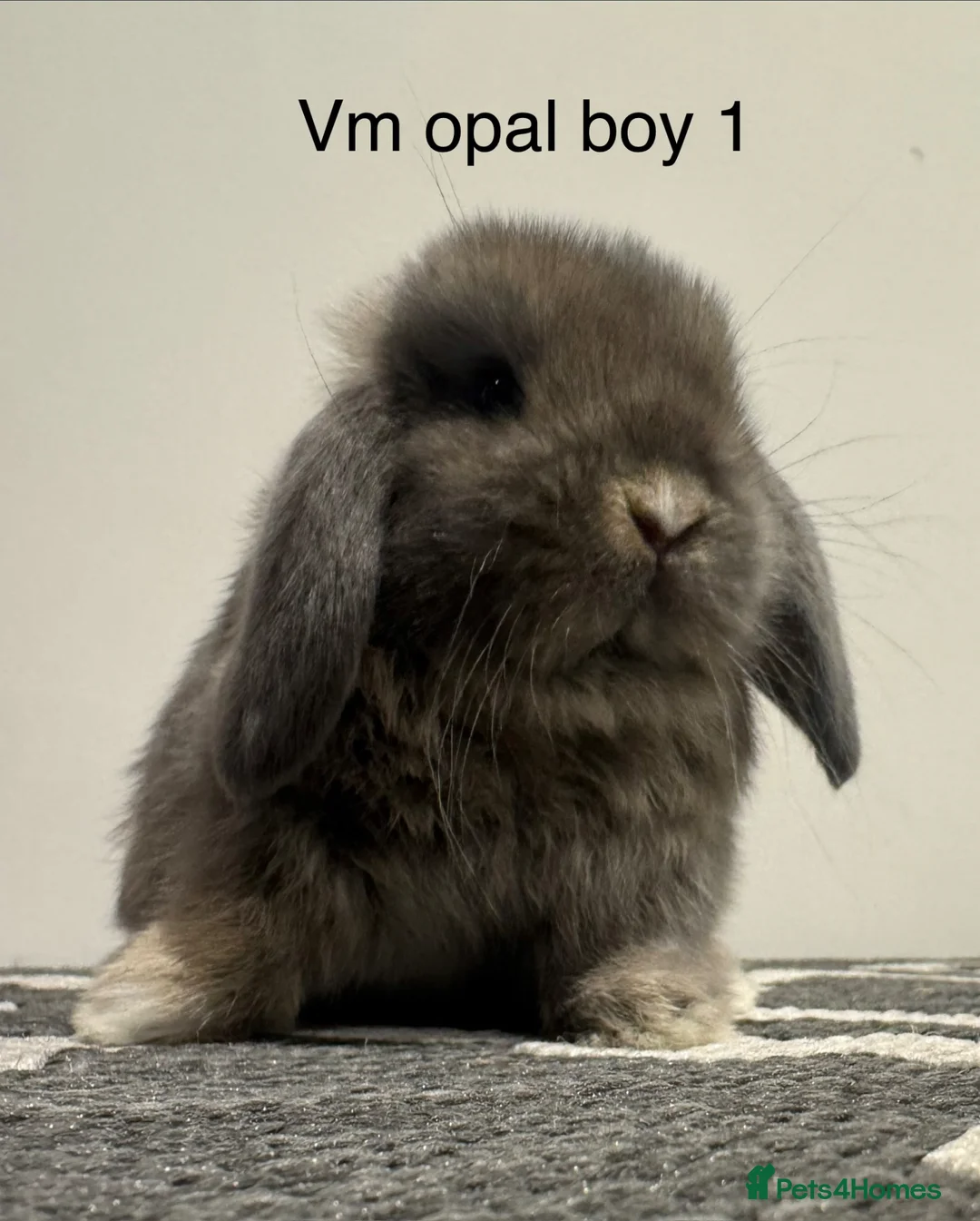 Mini Lop rabbits for sale: ⭐️mini lops ready to reserve⭐️ in Harleston - Advert 2