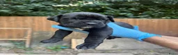 Presa Canario dogs for sale: World class presa canarios  - Advert 28
