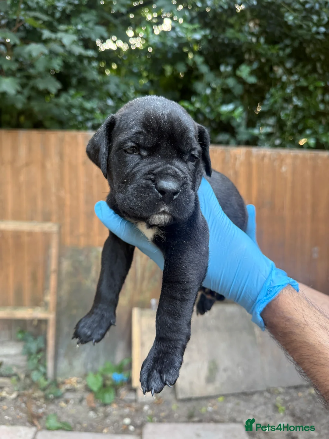 Presa Canario dogs for sale: World class presa canarios  - Advert 28