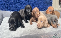 Dachshund dogs for sale: STUNNING MINIATURE KC REG PRA CLR - Image 1
