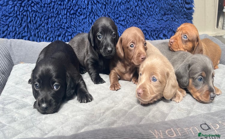 Dachshund dogs - Advert 1
