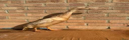 Ducks poultry for sale: Runner Ducks - Advert 2
