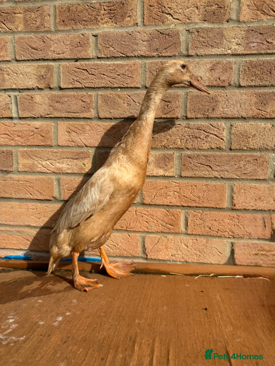 Ducks poultry for sale: Runner Ducks - Advert 2