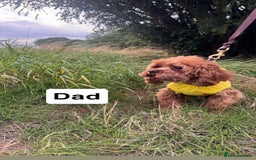 Cavapoo dogs for sale: STANLEY 🎀 - Image 14