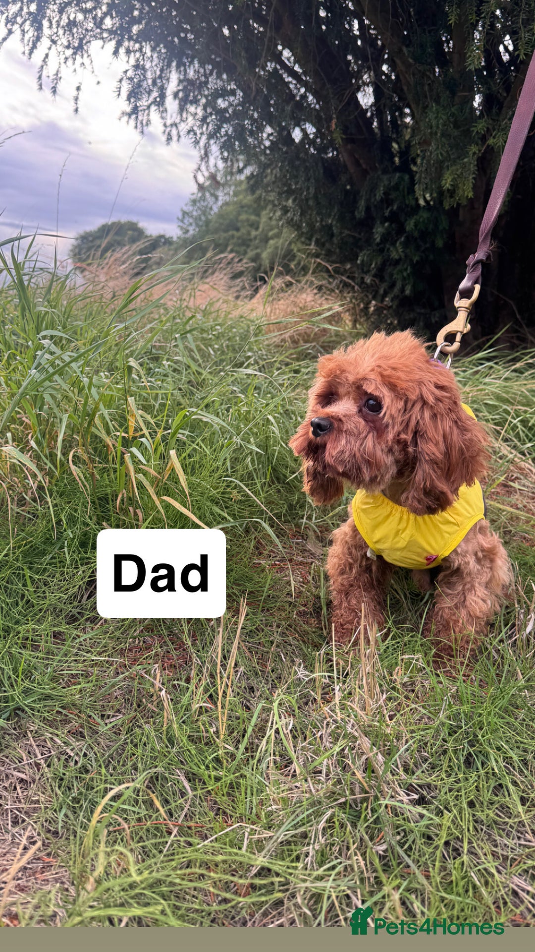 Cavapoo dogs for sale: STANLEY 🎀 - Image 14