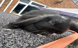 Mini Lop rabbits for sale: Mini lop bunnies - Image 5