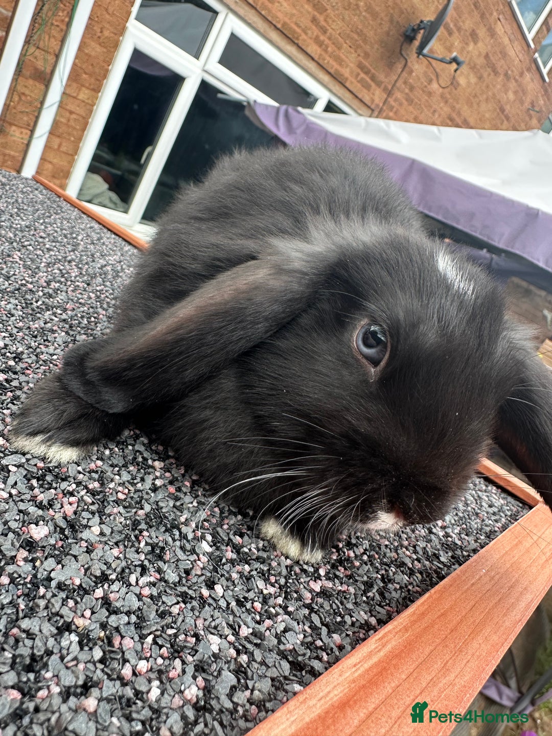 Mini Lop rabbits for sale: Mini lop bunnies - Image 5