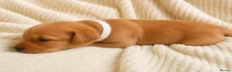 Labrador Retriever dogs for sale: Gorgeous Fox Red Labrador Puppies-5 Girls & 4 Boys in Tenbury Wells - Advert 10