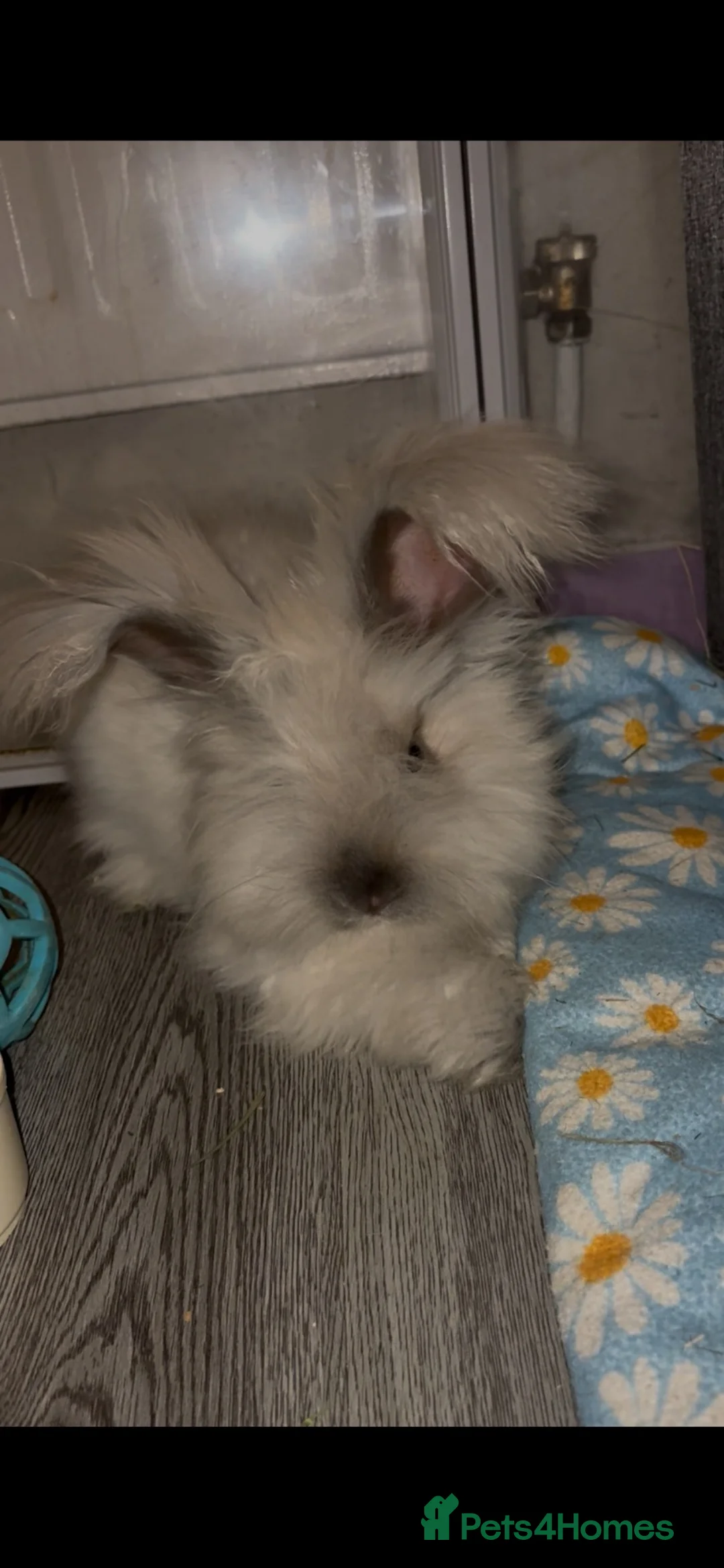 Angora rabbits for sale: Beautiful angora for sale  - Advert 2