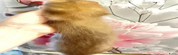 Ferret rodents for sale: 3 gorgeous ferret kits looking for new homes - Advert 6