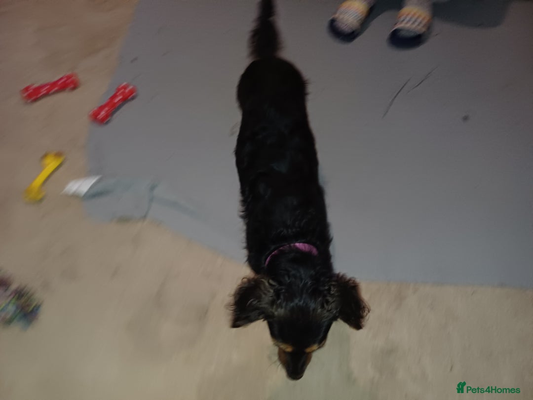 Mixed Breed dogs for adoption: Meet Sweet KATIA !  She needs a new Loving HOME... - Image 7